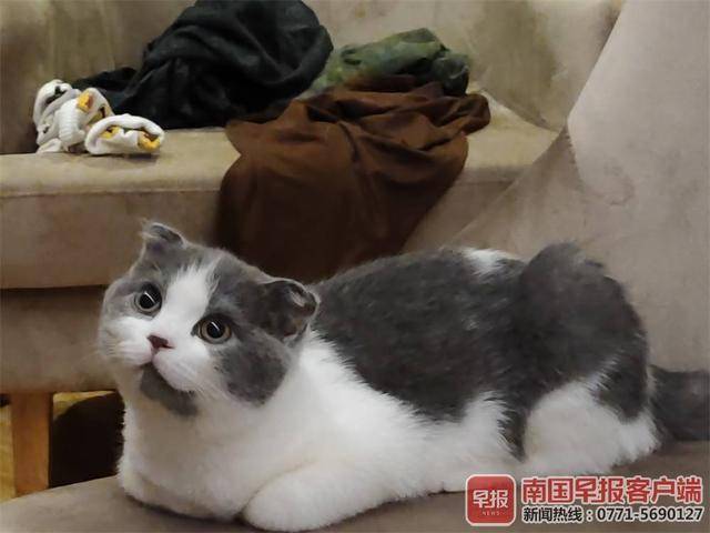 学生偷走宠物猫后将其杀害，广东一高校通报：留校察看，暂停学业|界面新闻 · 快讯